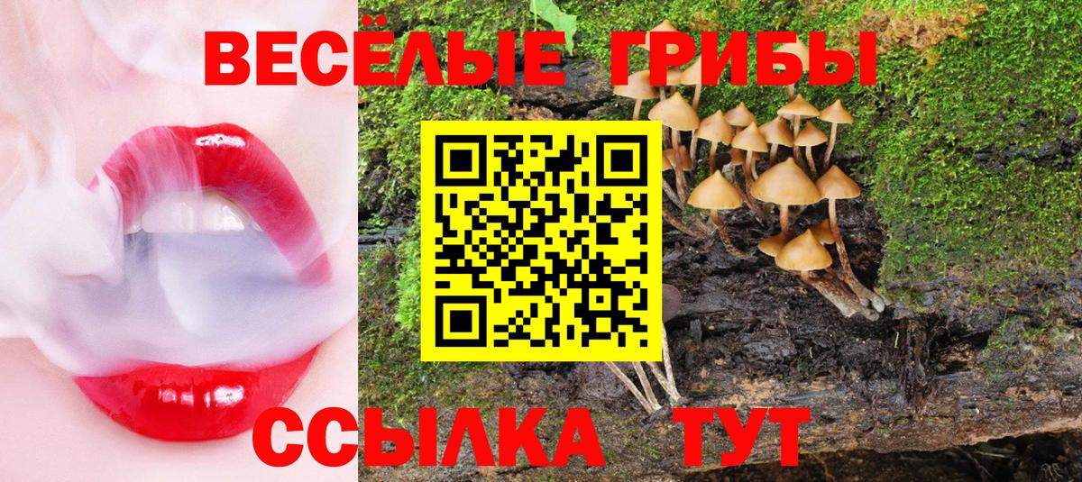 купить   Вход с VPN  Пугачёв  Галлюциногенные грибы Psilocybine cubensis 
